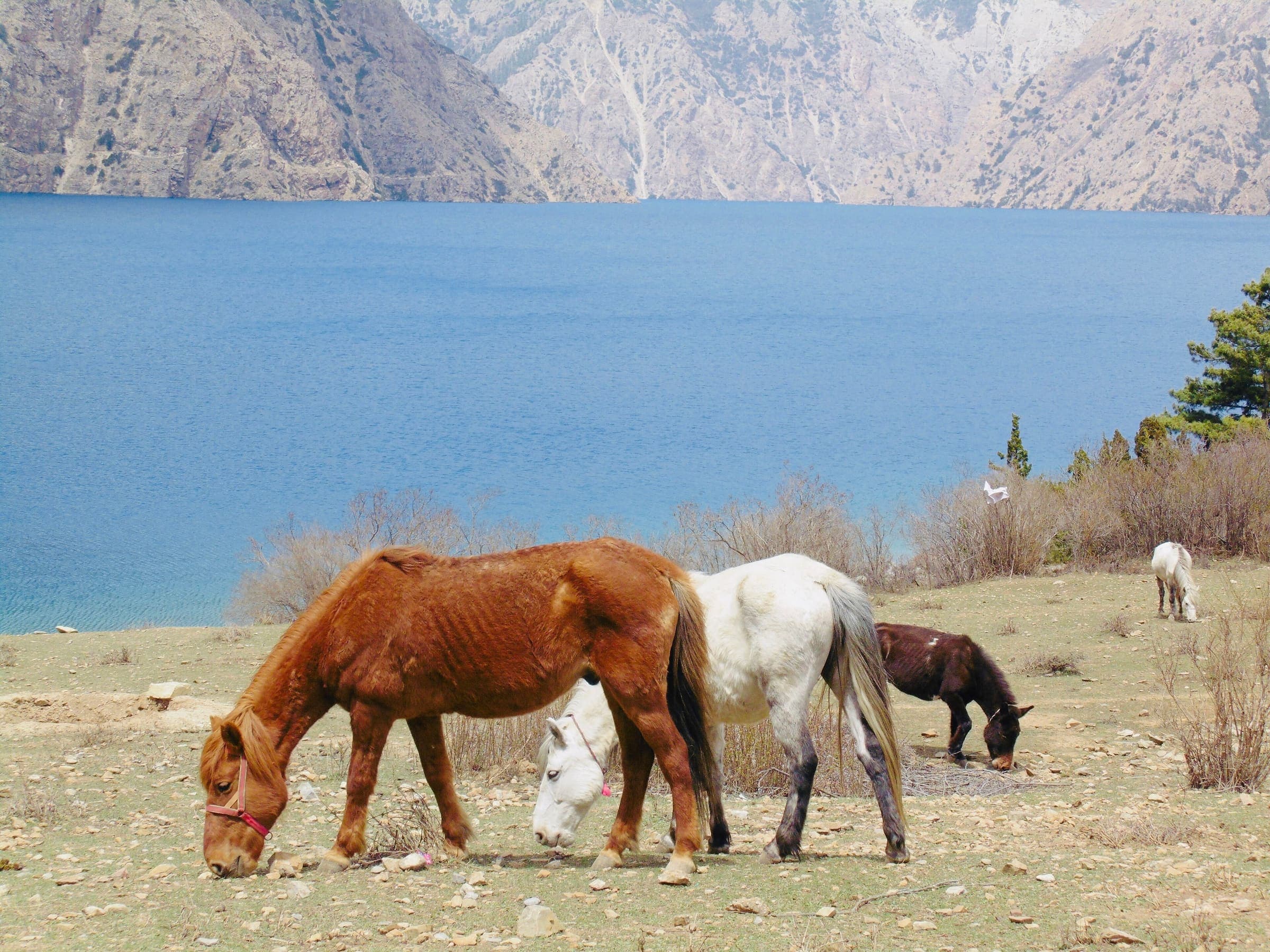 Shey Phoksundo Lake in Dolpo, Nepal